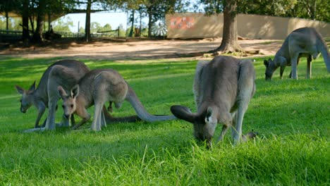 Group Of Wallaby Spotted Eating Grass  At Lone Pine Koala Sanctuary In Brisbane, Queensland - Slow Motion