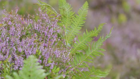 close-up of green fern and purple wildflowers gently moving in the wind, captured outdoors in soft natural light with a shallow depth of field