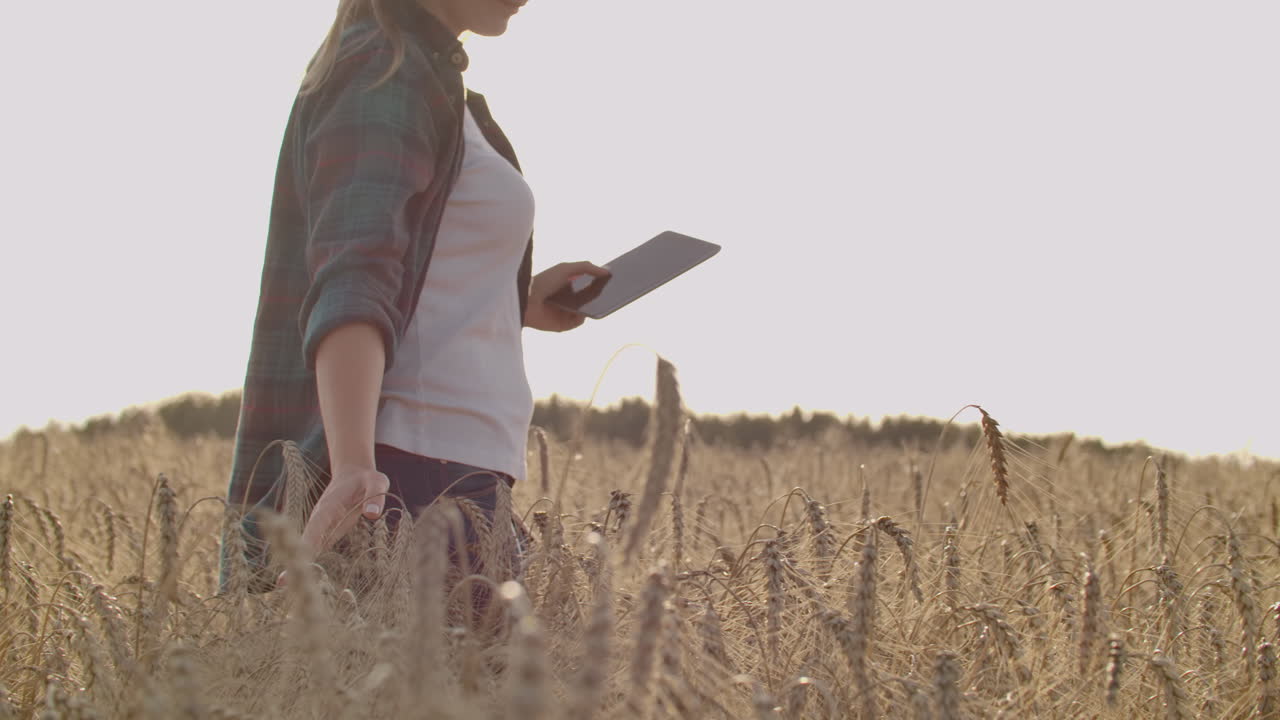 A farmer girl with a tablet computer in her hands examines the ears of rye and enters data into the tablet computer