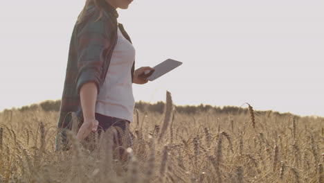 a farmer girl with a tablet computer in her hands examines the ears of rye and enters data into the tablet computer