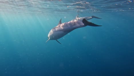 el grupo de delfines baila elegantemente bajo la superficie del agua iluminada por el sol.