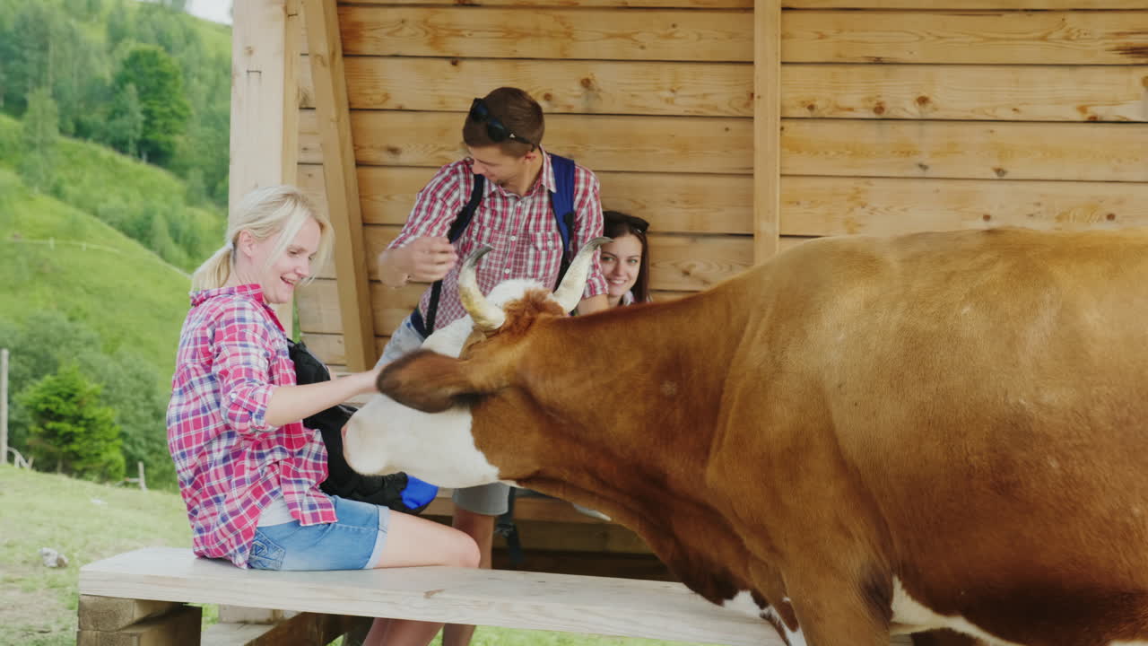 Funny Cow Meeting Tourists