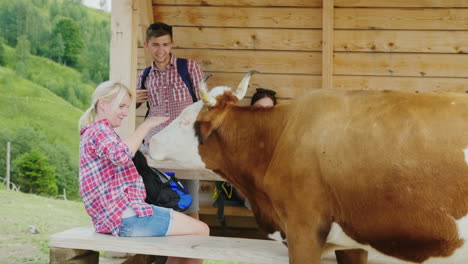 funny cow meeting tourists