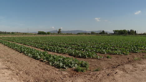 farmland with pumpkin plants