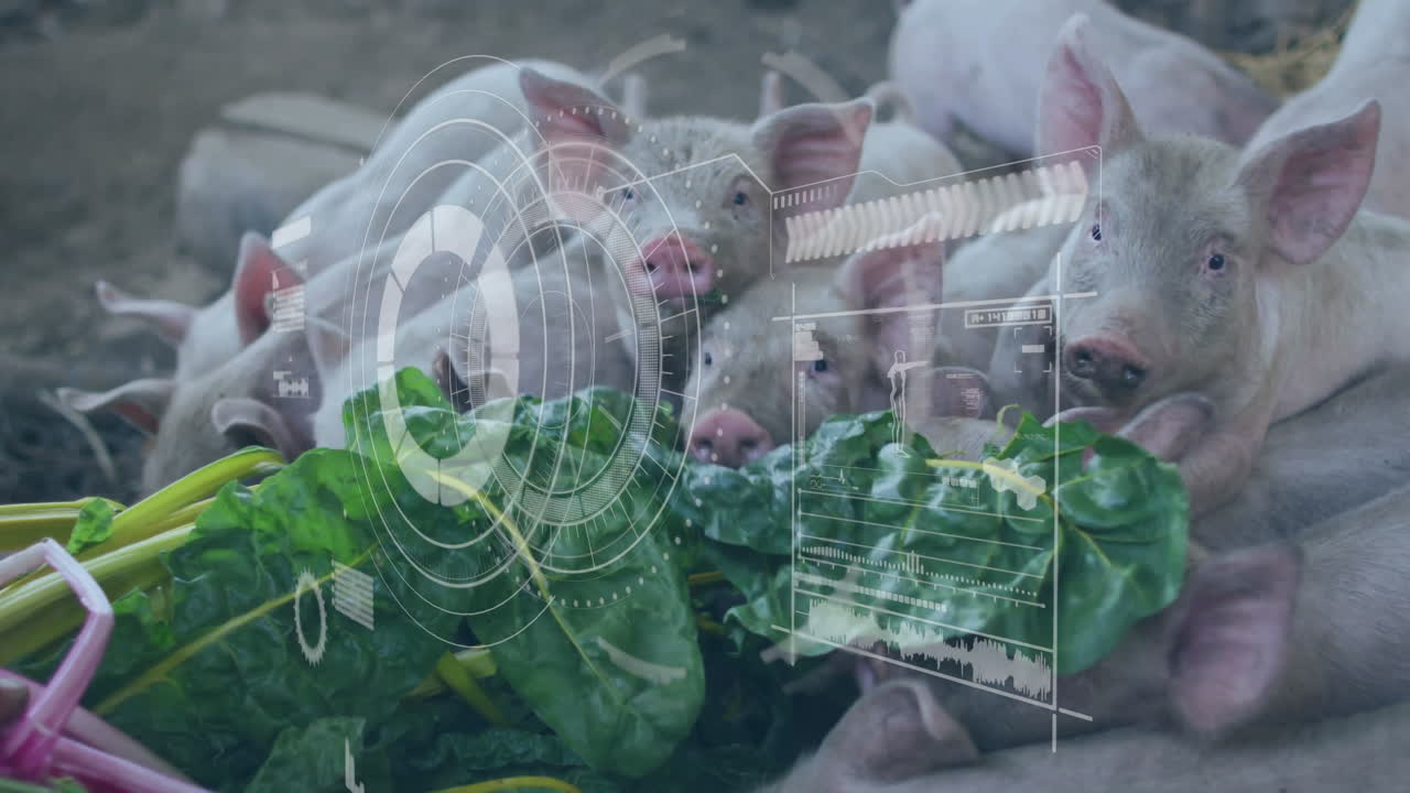 Livestock monitoring being animated in 3D render, piglets nibbling leafy greens under HUD overlays