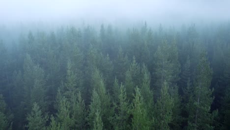 Moody-forest-aerial-in-Alaska