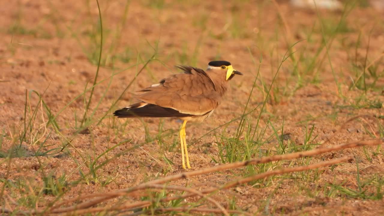 호수에서 놀고 있는 yellow-wattled lapwing