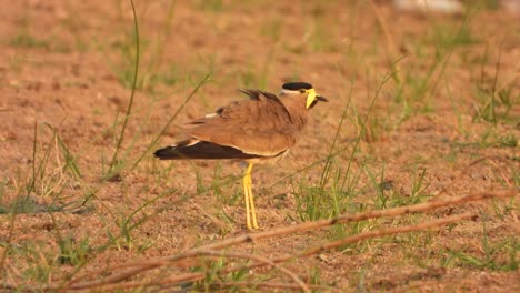 Yello-wattled-lapwing-chilling-on-lake-