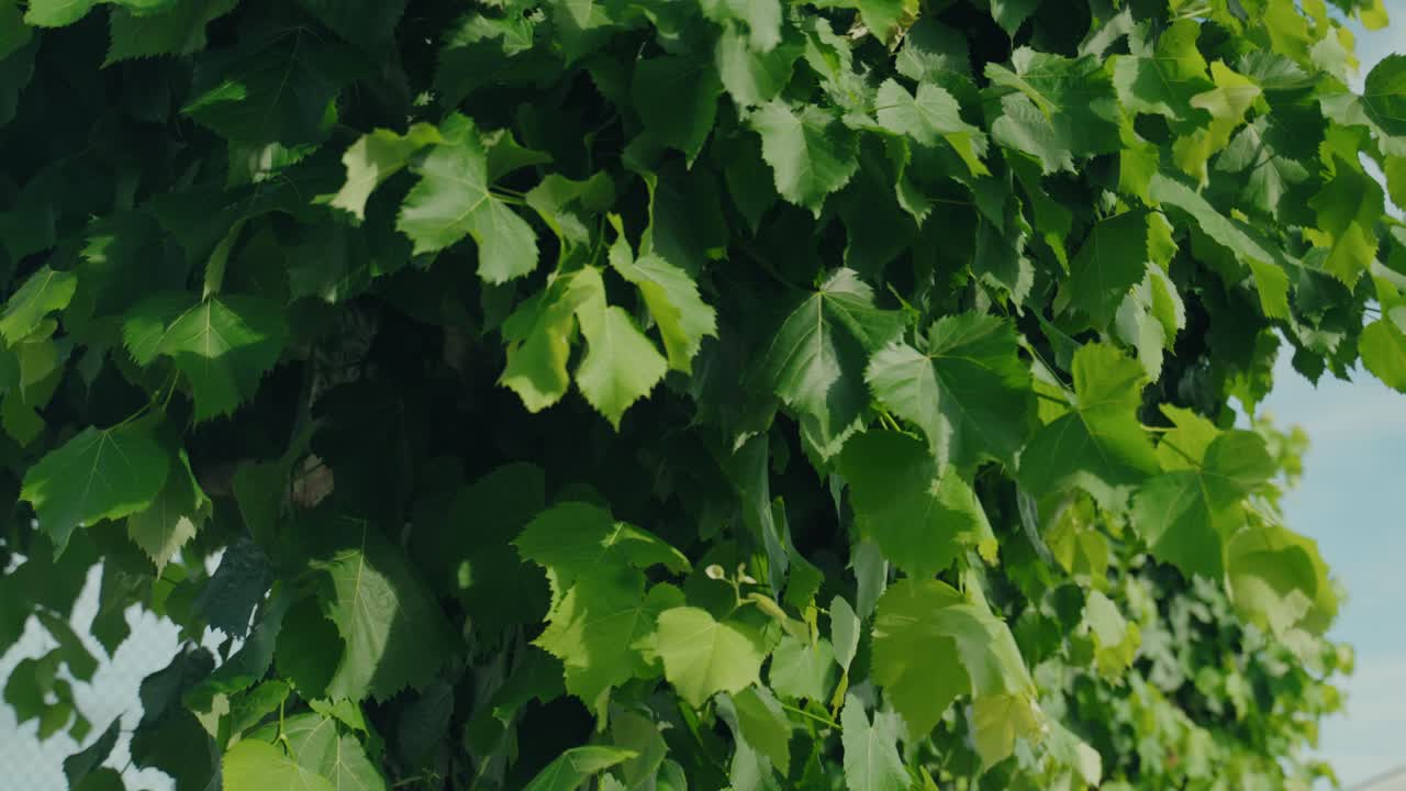 햇빛 아래에서 부드럽게 움직이는 초록 잎의 자세한 모습이에요