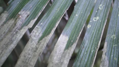 a close up of long and thin leaves from a tree in the jungle of bali