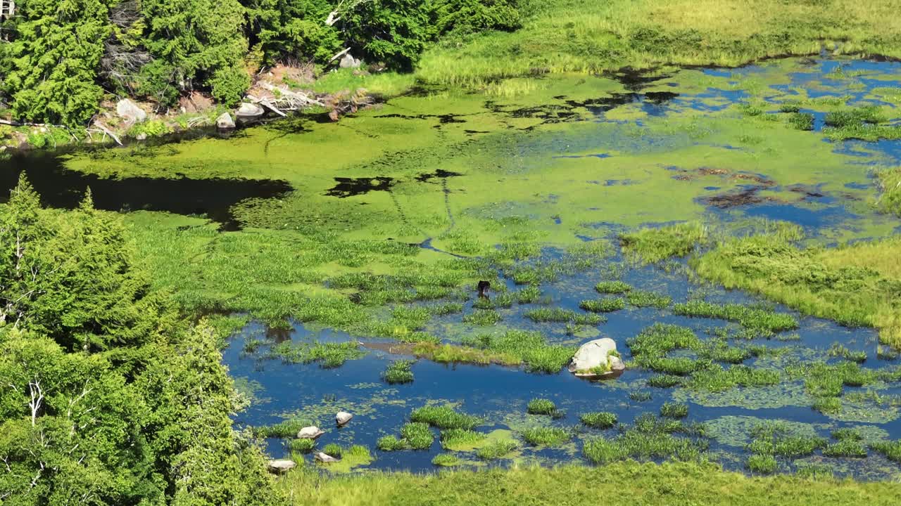 solo alce pastando para el sustento en marismas extrema amplia toma aérea