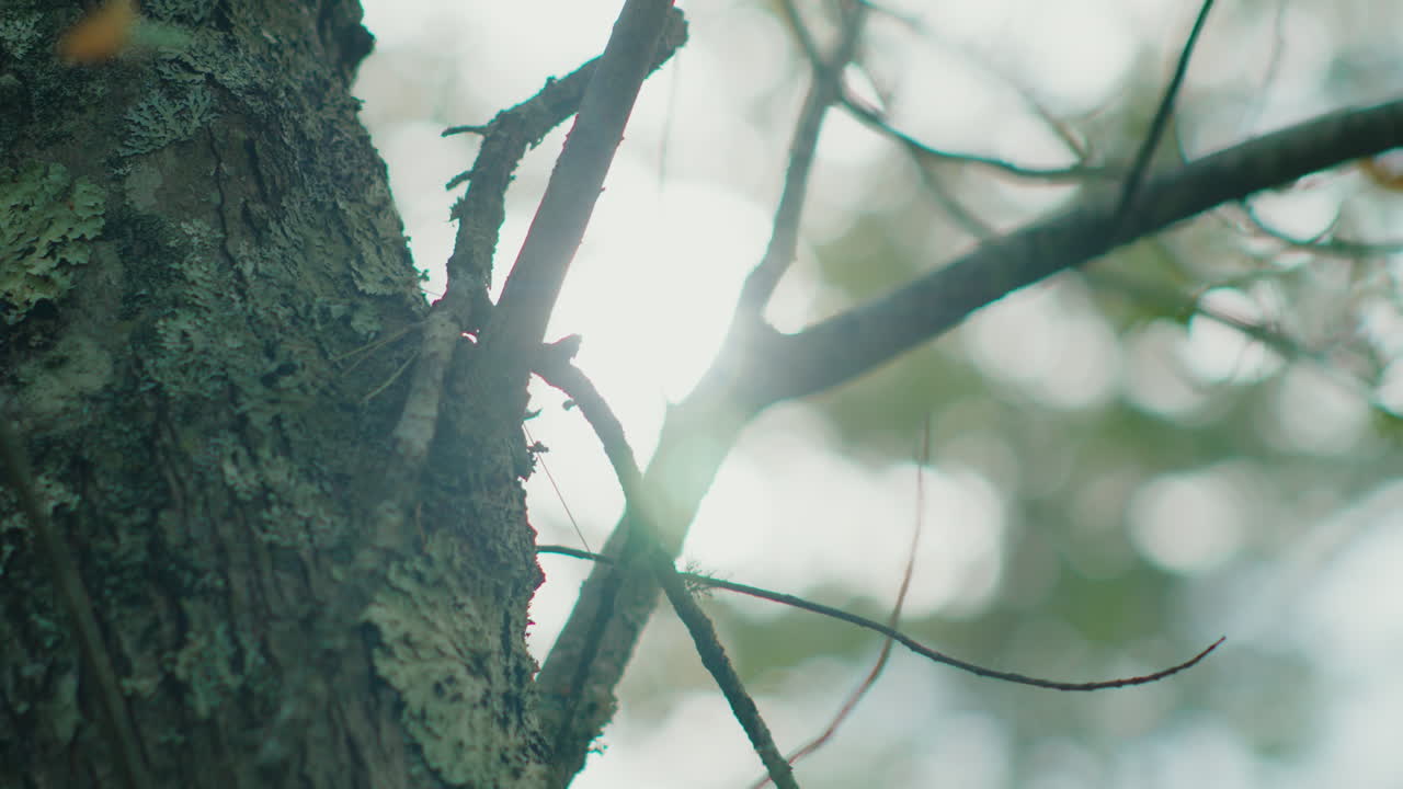 A stunning close-up of a moss-covered tree, with bright sunlight filtering through the branches, creating a beautiful lens flare. The camera slowly tilts down.