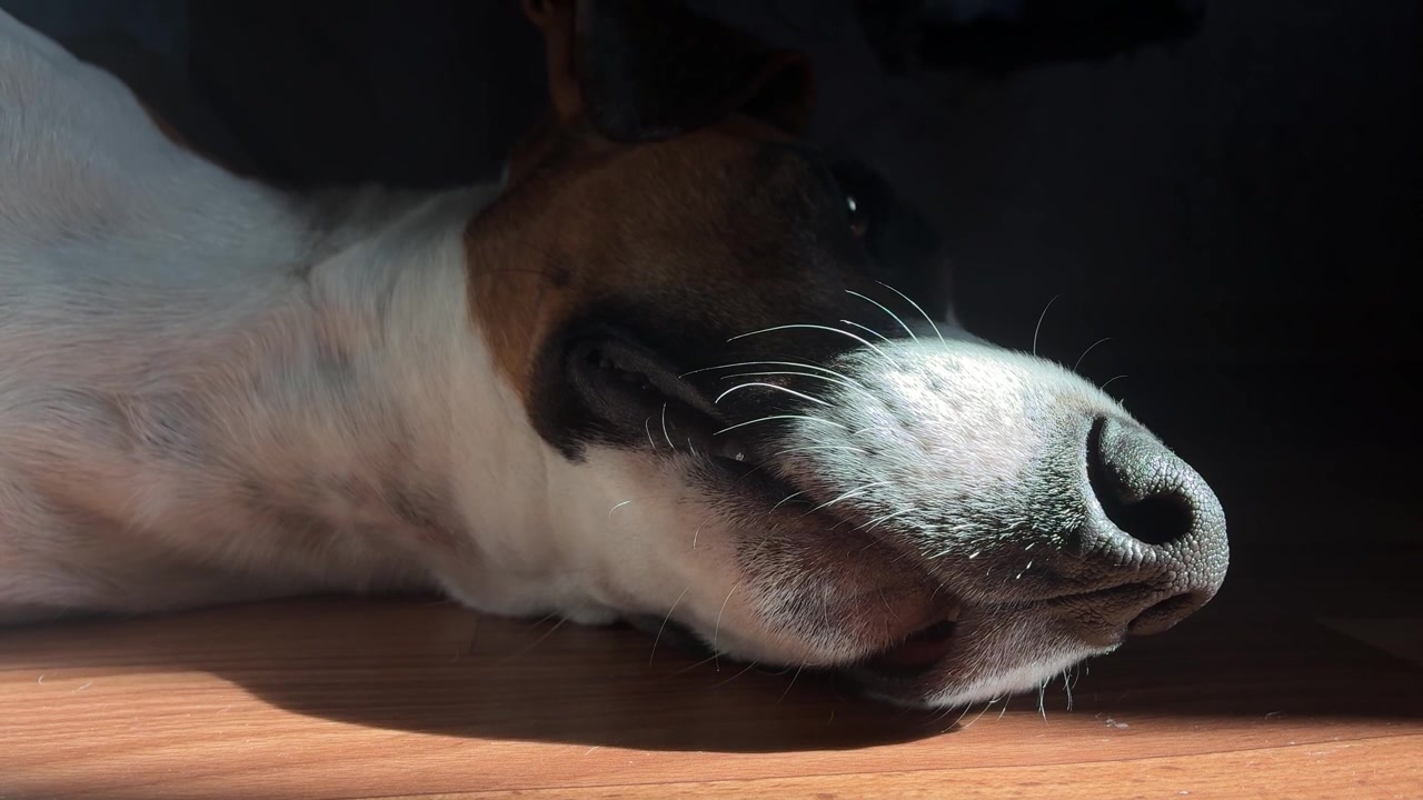 Close up of a Jack Russell terrier sleeping in a beam of sunlight on a wooden floor