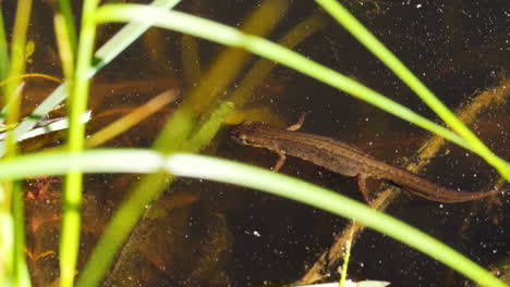 Salamander-Hiding-in-Vegetation,-Pond-Wildlife-Biodiversity,-Close-Up