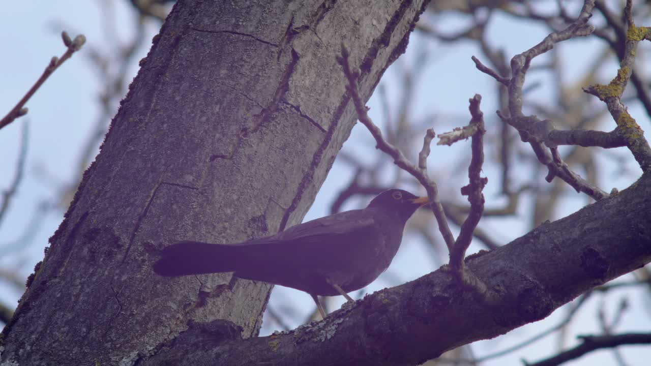 plano medio cercano de un mirlo sentado en una rama de un nogal, el viento peinando ligeramente sus plumas
