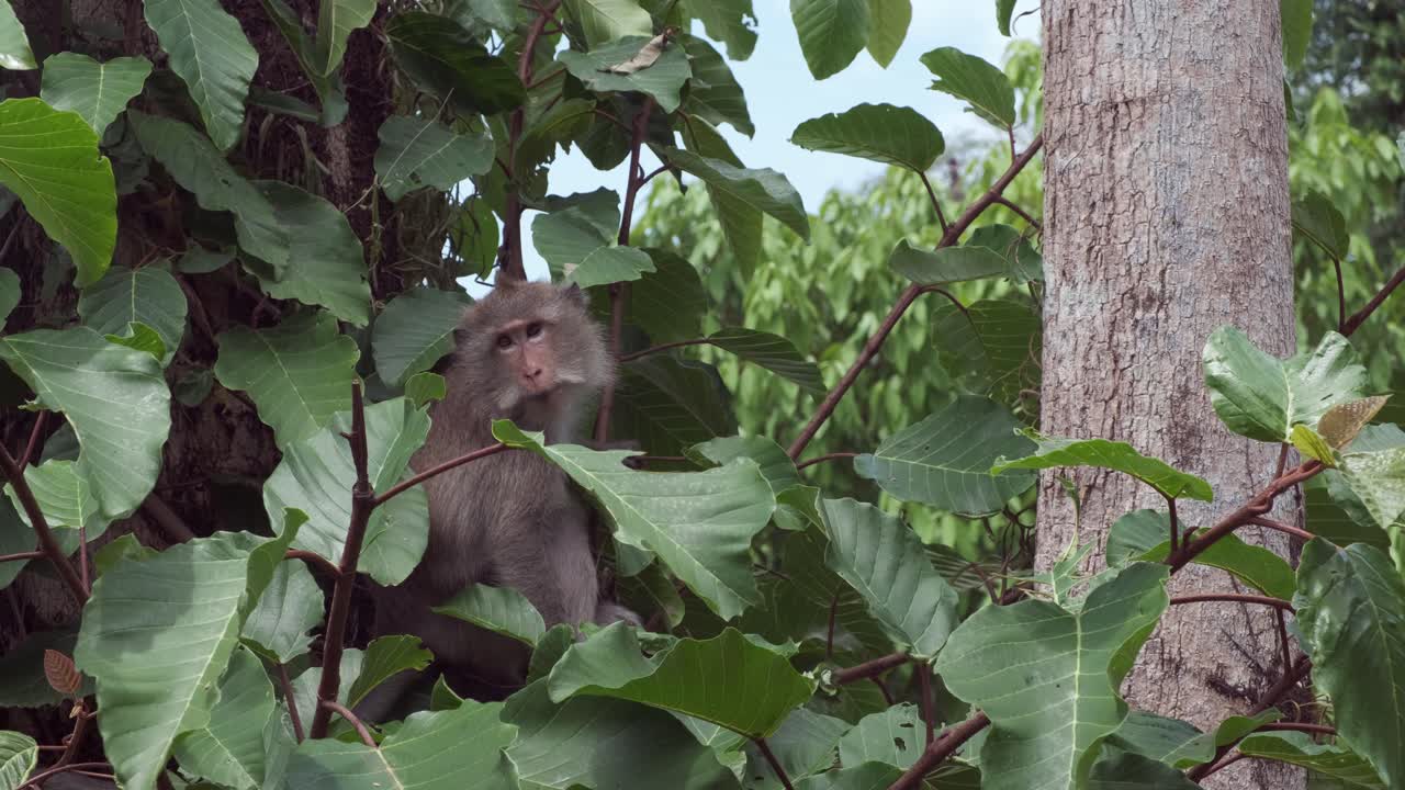 mono macaco salvaje mirando alrededor en un árbol en la selva en tailandia