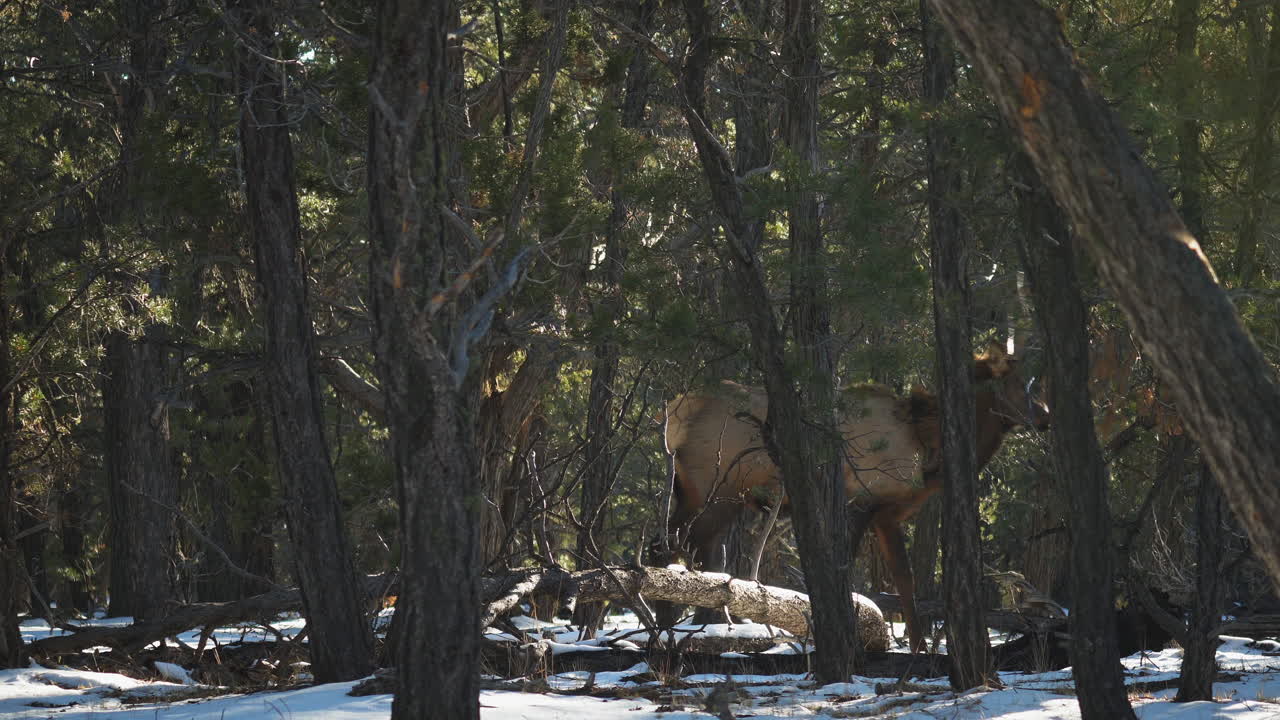 Wild Elk Walking Behind Trees Near Mather Campground