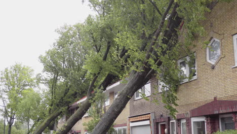 árboles caídos sobre casas durante una fuerte tormenta en los países bajos