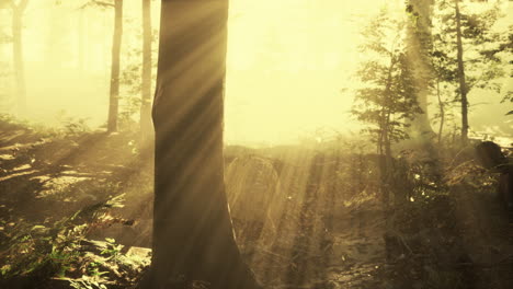 rising sun falls into the deciduous forest on a foggy summer morning