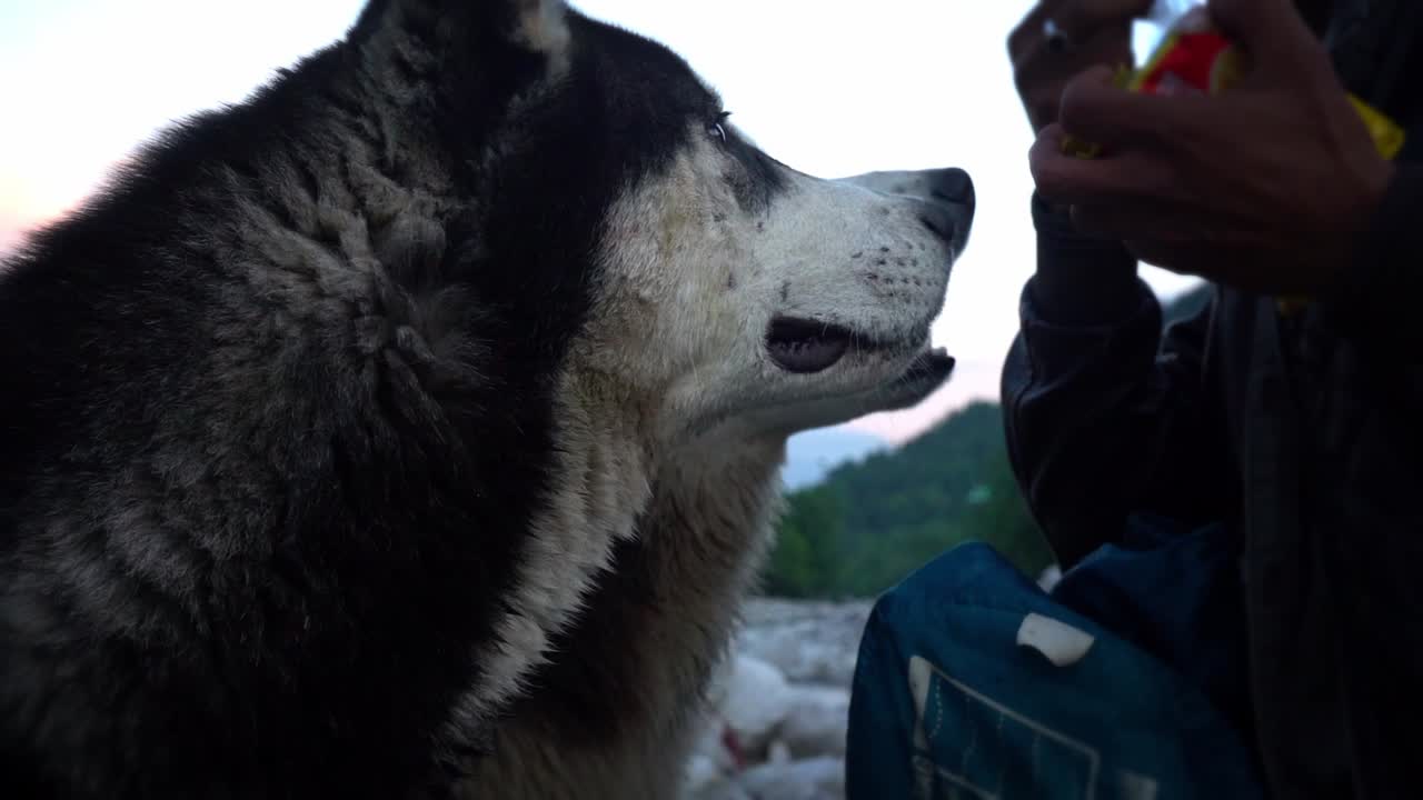 dos huskies siberianos hambrientos mirando y olfateando un paquete de comida sostenido por un hombre en manali, india - cerrar