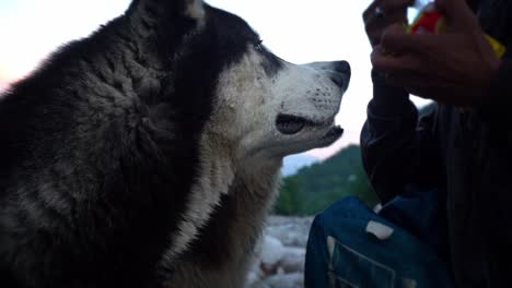 Zwei-Hungrige-Sibirische-Huskies-Schauen-Und-Schnüffeln-An-Einer-Packung-Essen,-Die-Von-Einem-Mann-In-Manali,-Indien,-Gehalten-Wird---Nahaufnahme