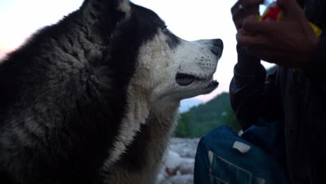 dos huskies siberianos hambrientos mirando y olfateando un paquete de comida sostenido por un hombre en manali, india - cerrar