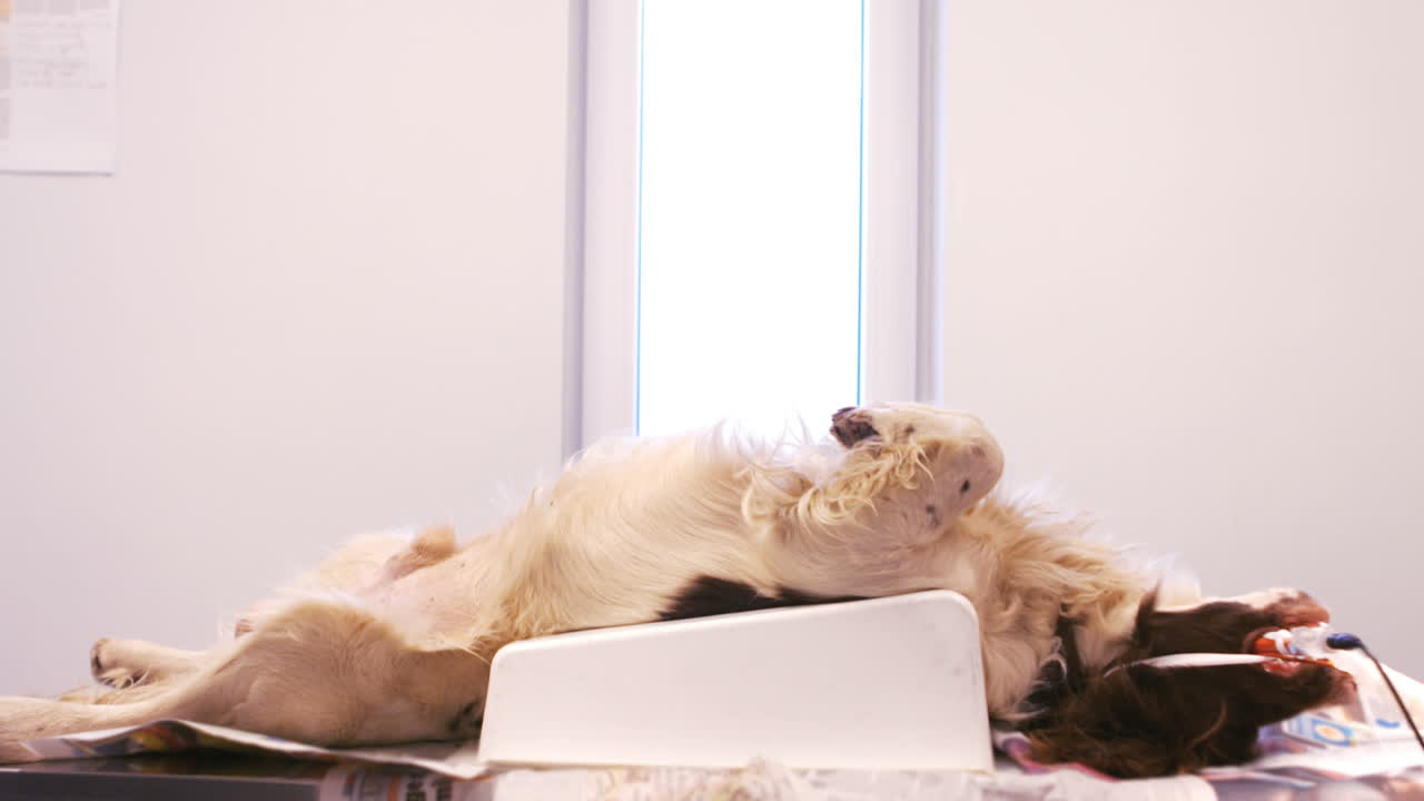 수술 테이블 에 누워 있는 개