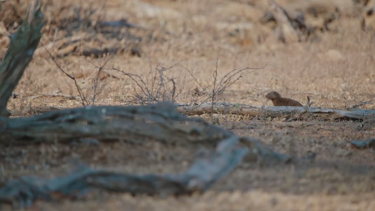 Dry Grassland with Dead Branches