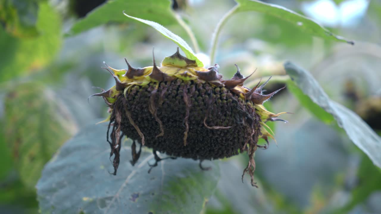 Agricultural field of dry ripe sunflower ready for harvest at sunny autumn day close up,focusing on the texture of the drying seeds
