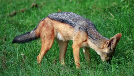 el chacal de espalda negra se alimenta de hierba en la reserva nacional masai mara, en kenia, áfrica