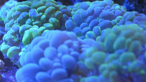 Close-up-shot-of-beautiful-blue-bubble-coral-in-a-reef-tank