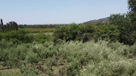 drone disparado alto a través de los olivos en francia