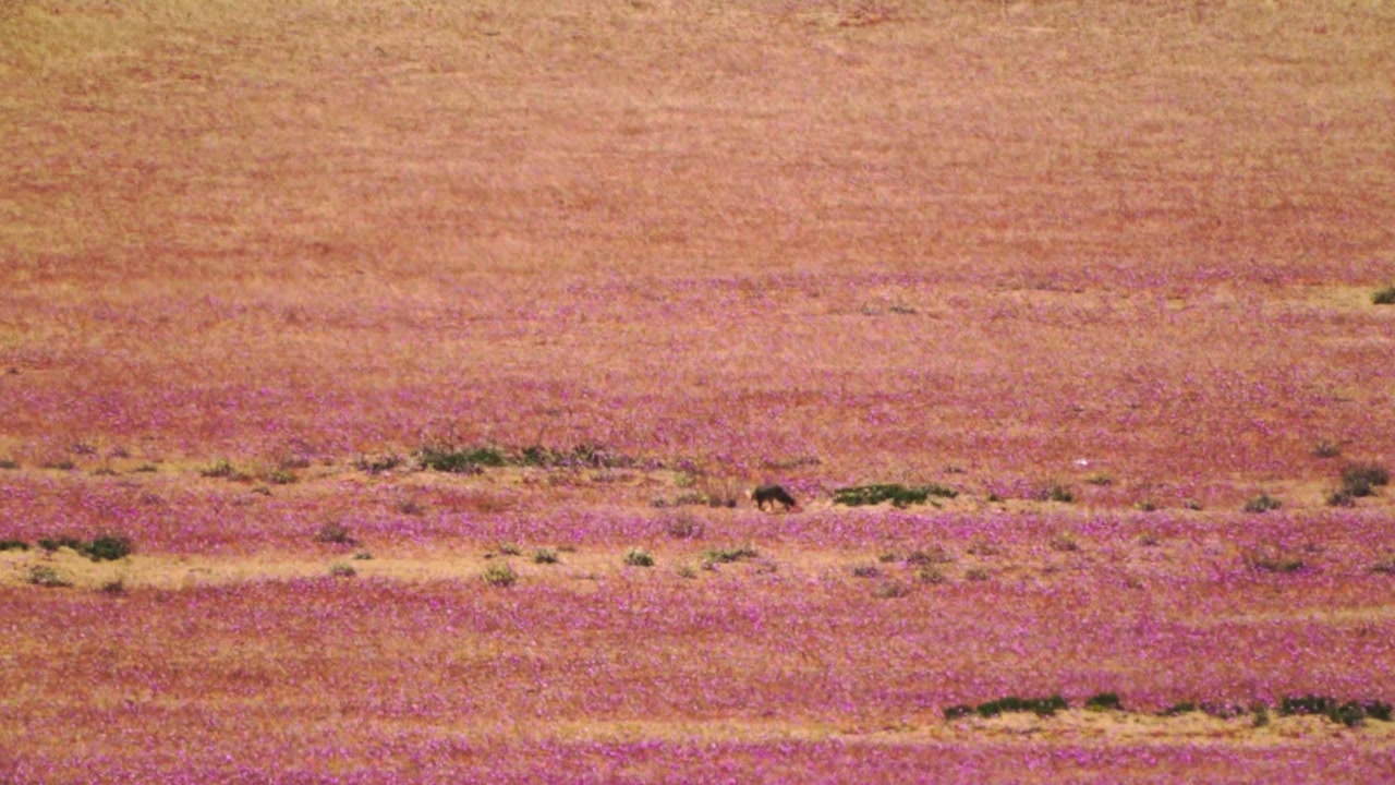 Telephoto shot of a small gray fox walking through a vast pink-flowered plain in the Atacama Desert, Chile, with heavy visible heat haze and extreme temperature.