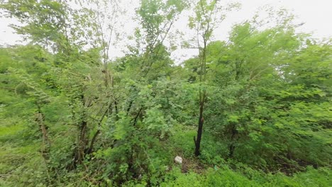 Bosque-Verde-En-Vista-De-La-Lluvia