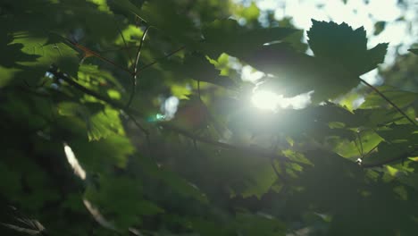 lush green broad leaves of sycamore tree spring sunlight 4k