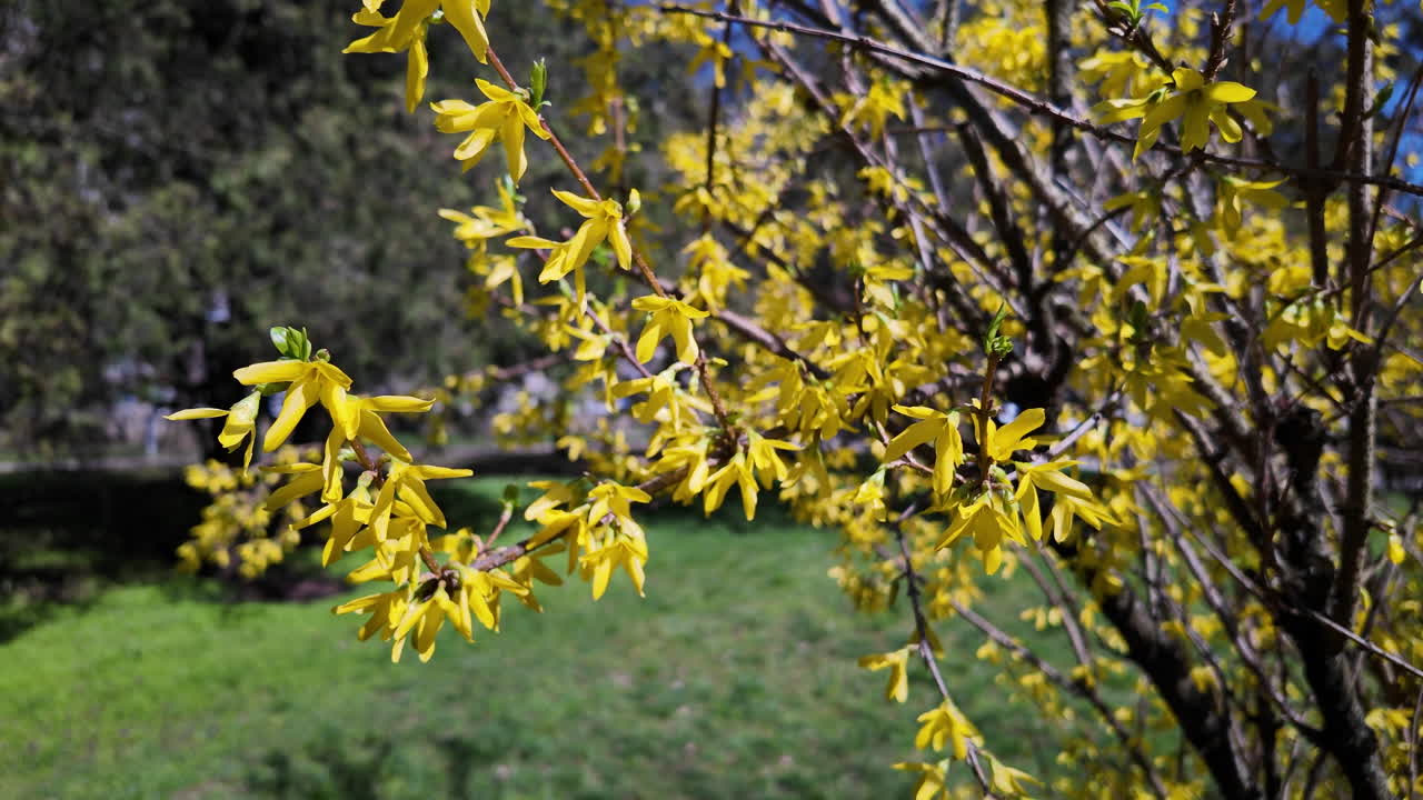 Yellow forsythia flowers blooming in spring park