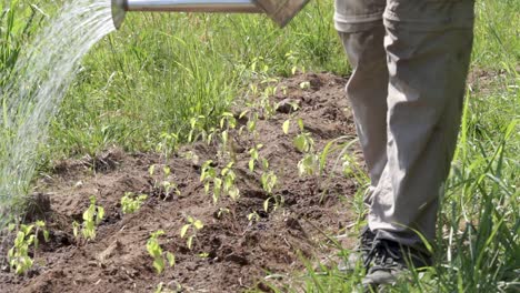 Pan-Down-Close-Up-Male-Gardener-Watering-Holy-Tulsi-Plants-With-Watering-Can