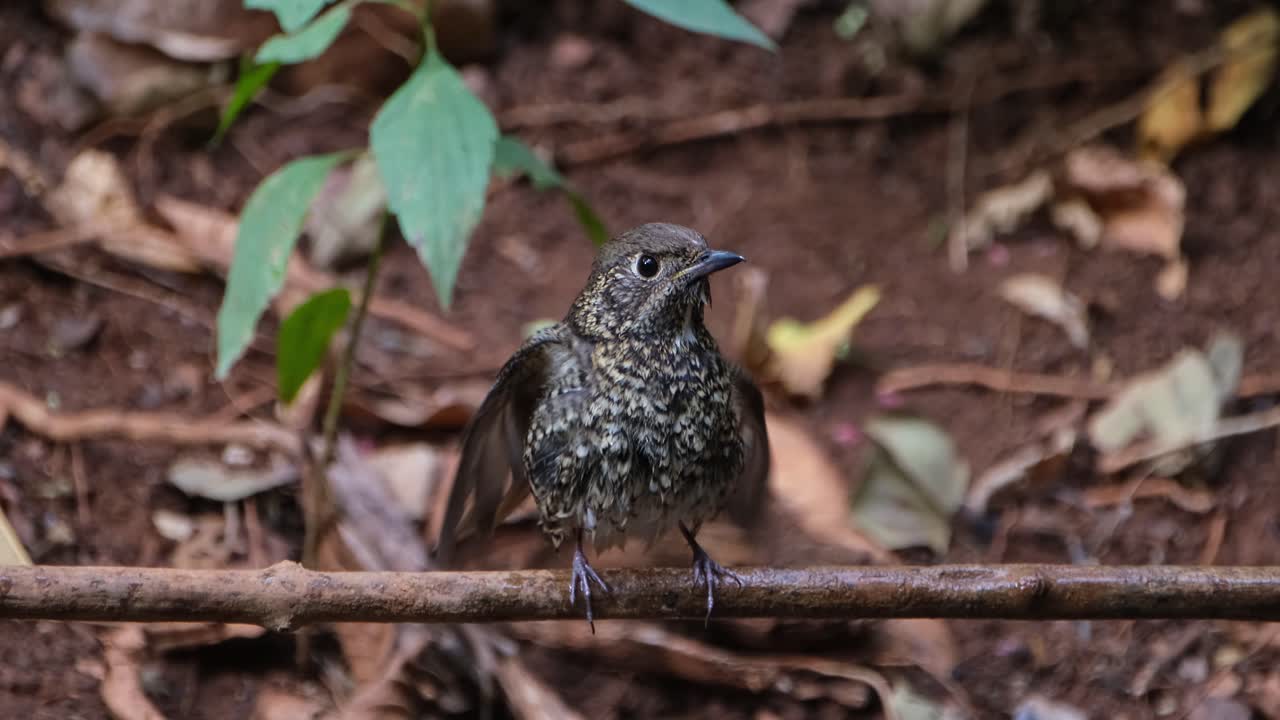 sacudiendo su cuerpo mientras la cámara se aleja mientras mira hacia la derecha, el tordo de roca de garganta blanca monticola gularis, tailandia