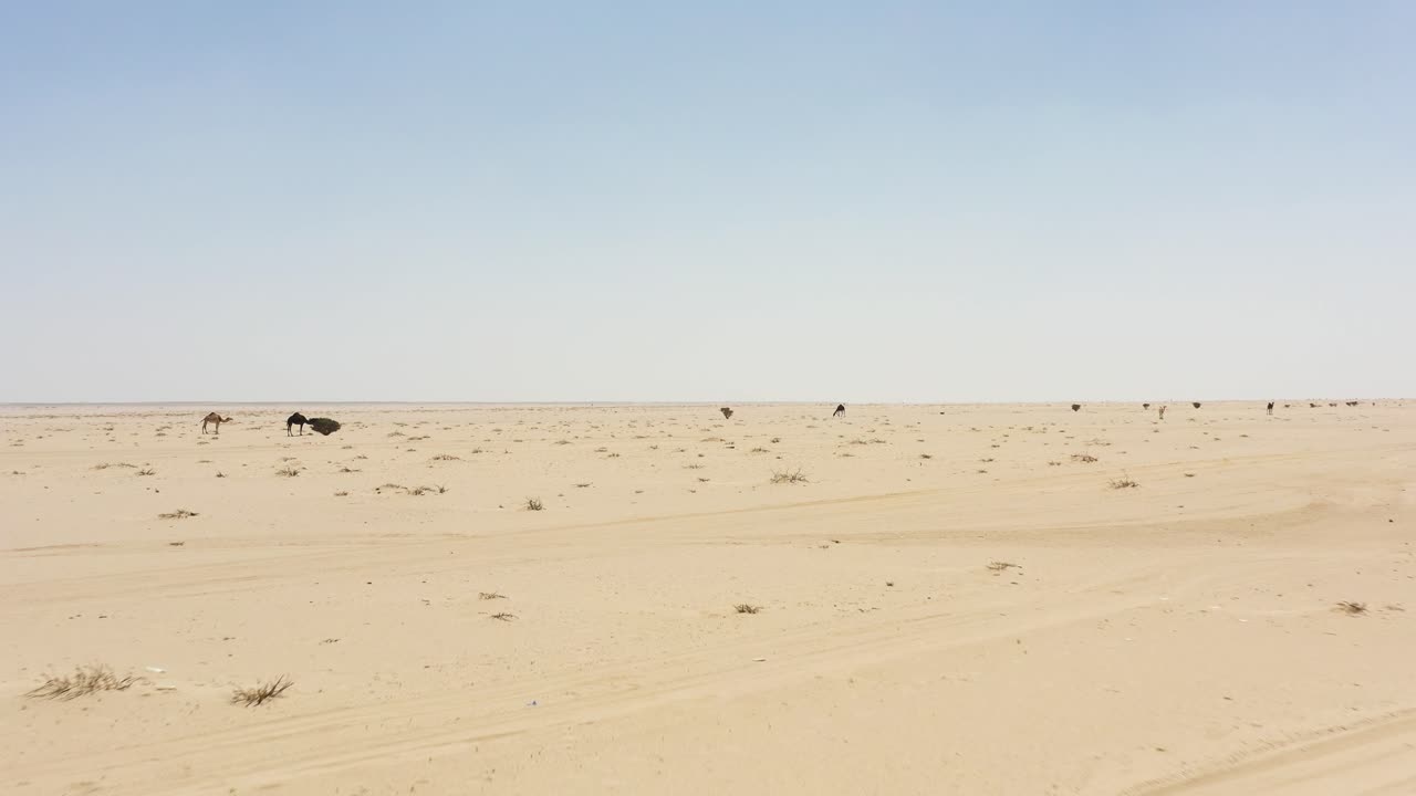 사우디아라비아 사막 중심부에 있는 낙타 무리