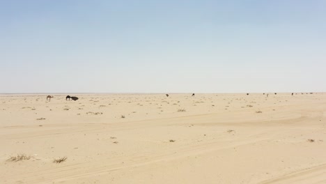 Group-of-Camels-in-the-heart-of-Saudi-Arabia-desert