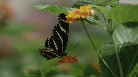 Black-and-yellow-butterfly-feeding-on-a-flower-in-slow-motion-in-green-grass