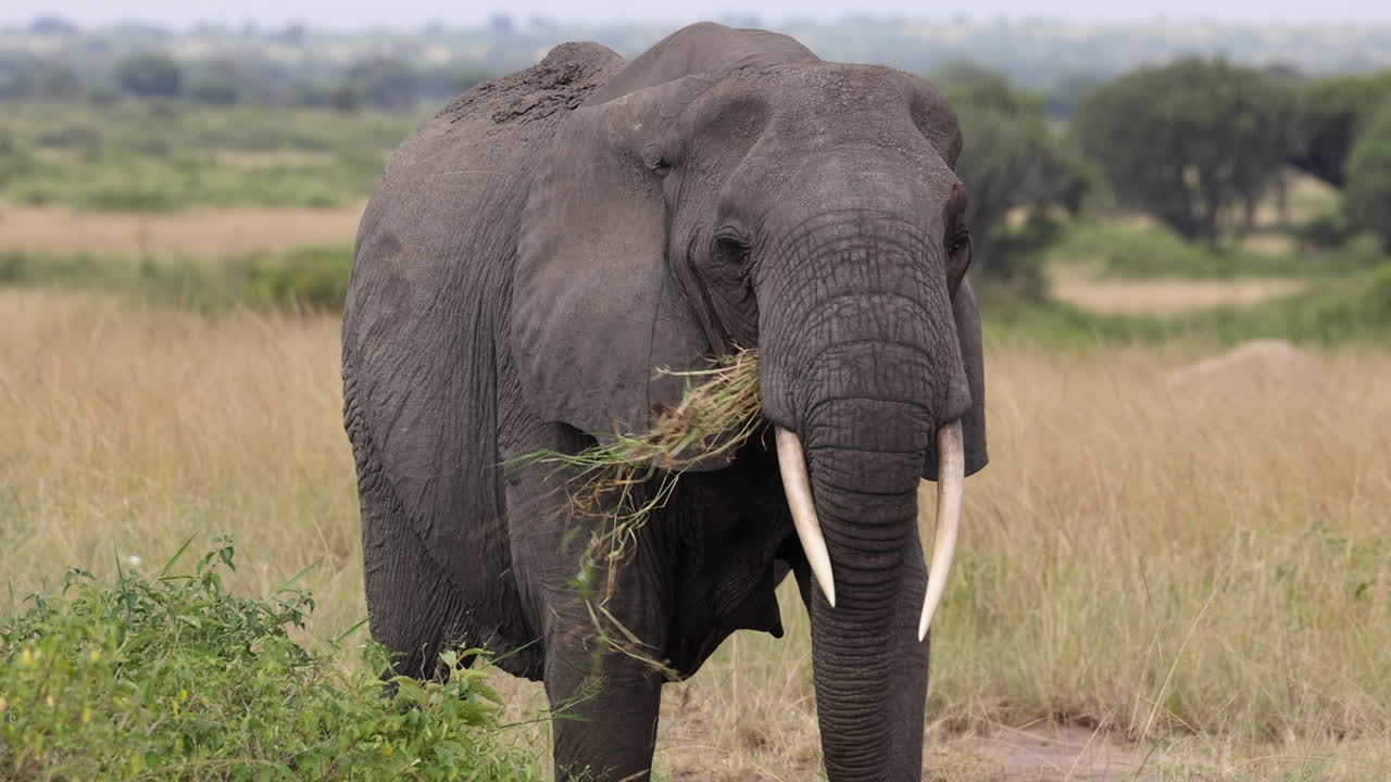 elefante solitario comiendo hojas y caminando hacia adelante en uganda, áfrica