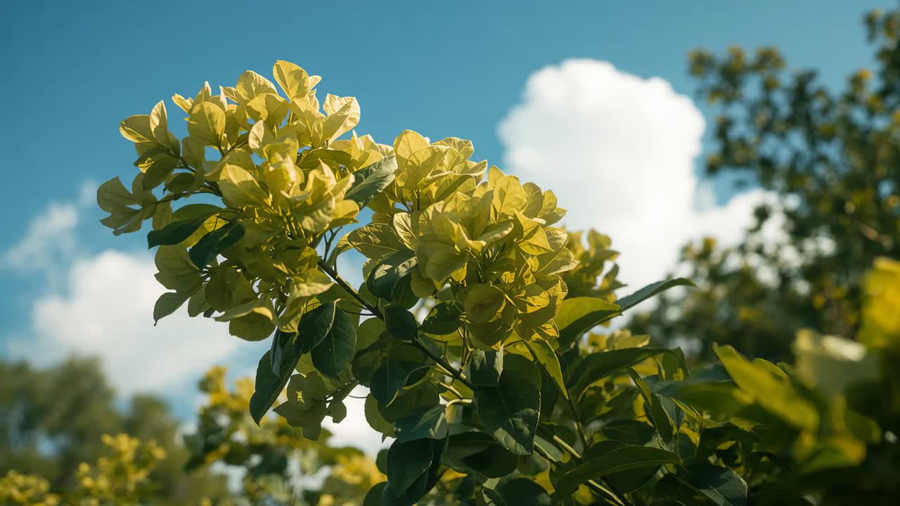 公園でそよ風に揺れる黄色い花の咲いた枝、青い空と雲