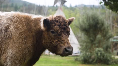 slow motion shot of fluffy highland cow looks off into the distance with tipi in background