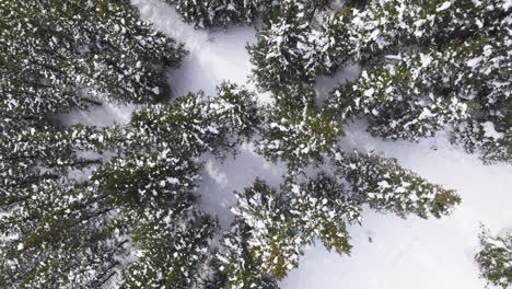 Toma-Aérea-De-Arriba-Hacia-Abajo-De-árboles-Cubiertos-De-Nieve-En-Las-Montañas-Rocosas-De-Colorado