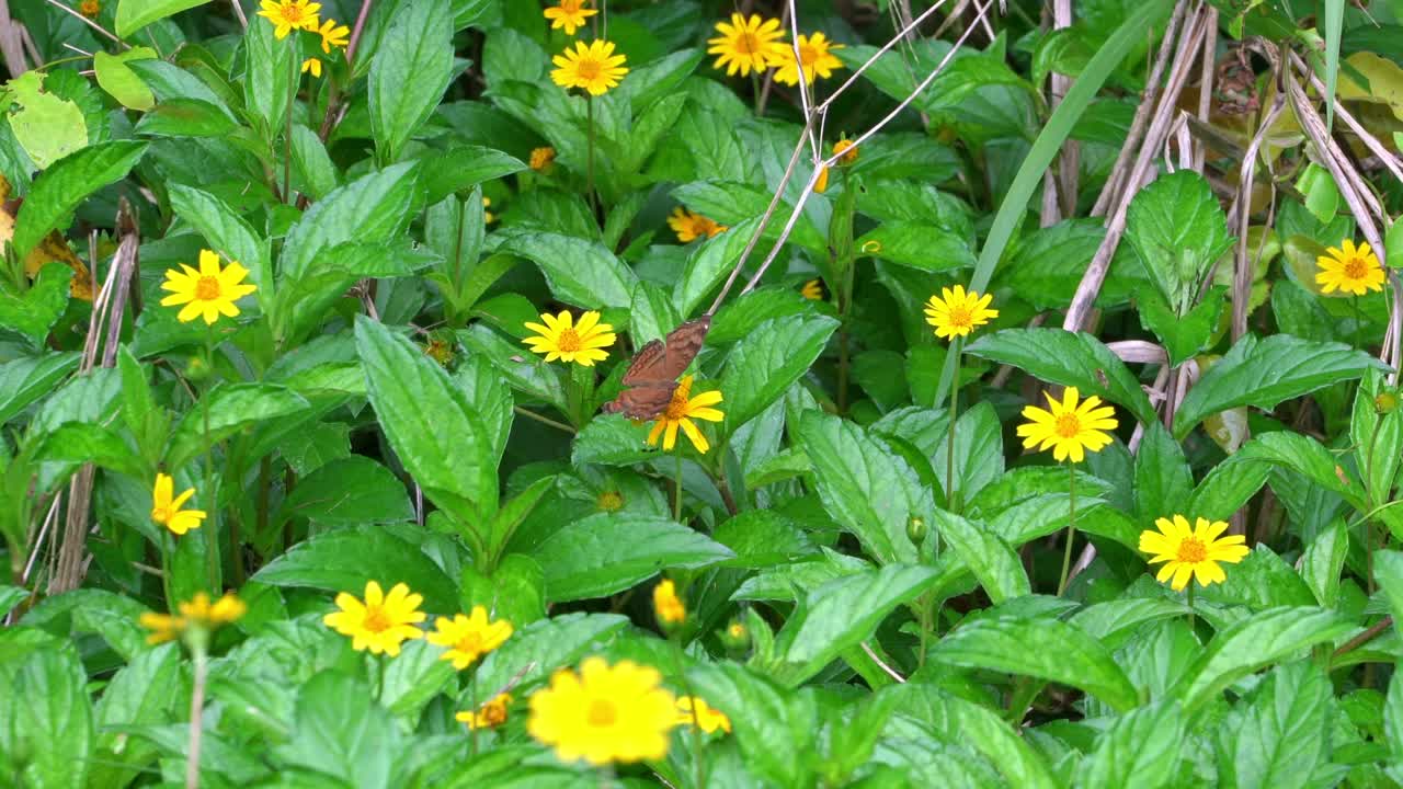 una farfalla che mangia il nettare dei fiori gialli