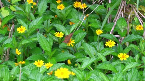 una mariposa comiendo el néctar de las flores amarillas