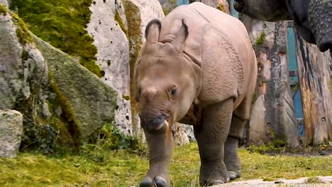 Kleines-Süßes-Baby-Nashorn-Neckt-Mutter-Und-Rennt-Weg