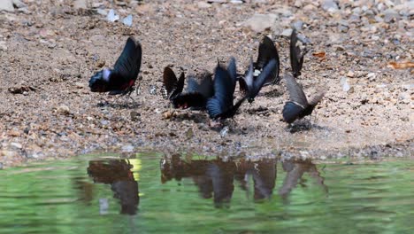 Aleteo-Rápido-De-Las-Alas-Del-Mormón-Común,-Papilio-Polytes-Romulus,-A-Lo-Largo-Del-Arroyo-Durante-El-Verano,-Reflejo-En-La-Superficie-Del-Agua-Del-Río-Ondulante-En-El-Parque-Nacional-Kaeng-Krachan