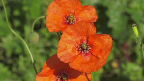 Group-of-3-poppy-flowers-in-a-wild-garden-moving-gently-in-the-breeze,-springtime-wild-nature